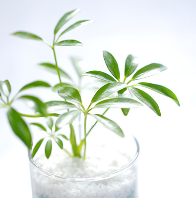 植物